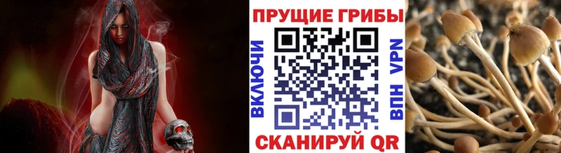 Псилоцибиновые грибы Cubensis Высоцк